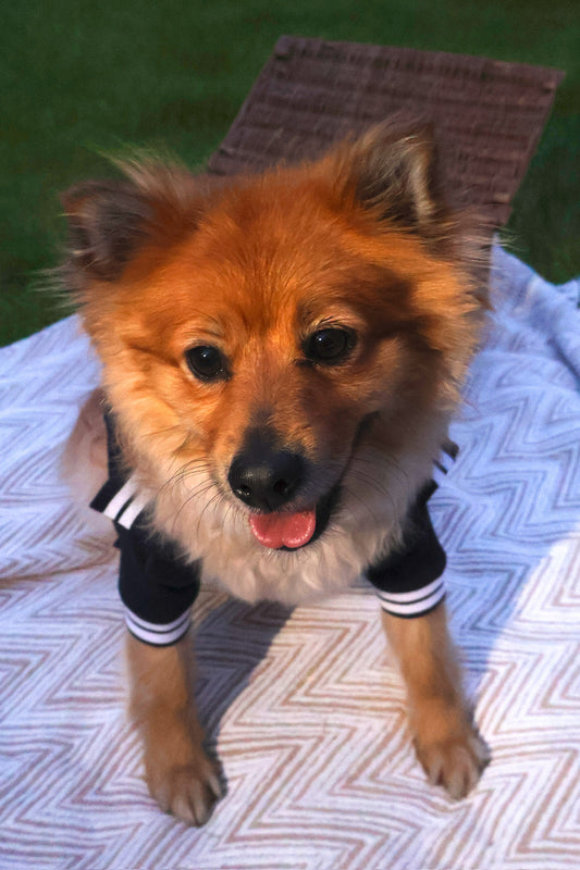 The Founding Club Dog Polo